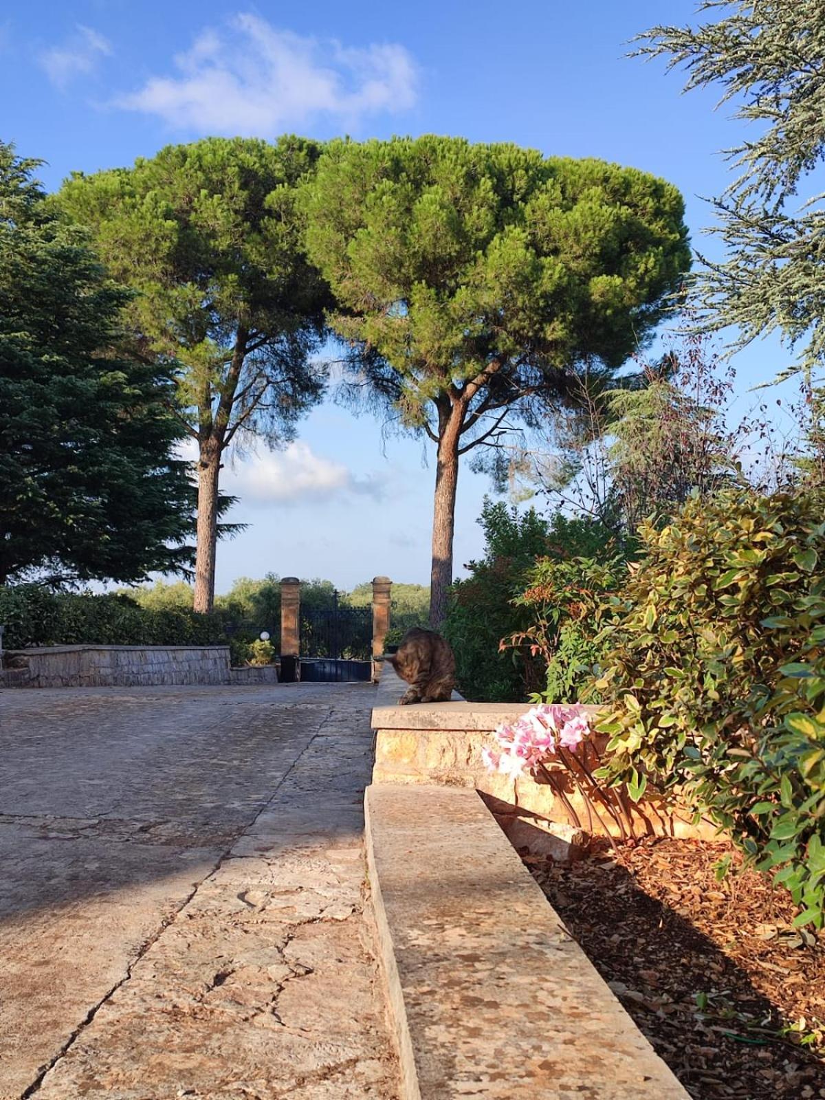 Villa Ostuni Monopoli Exteriör bild